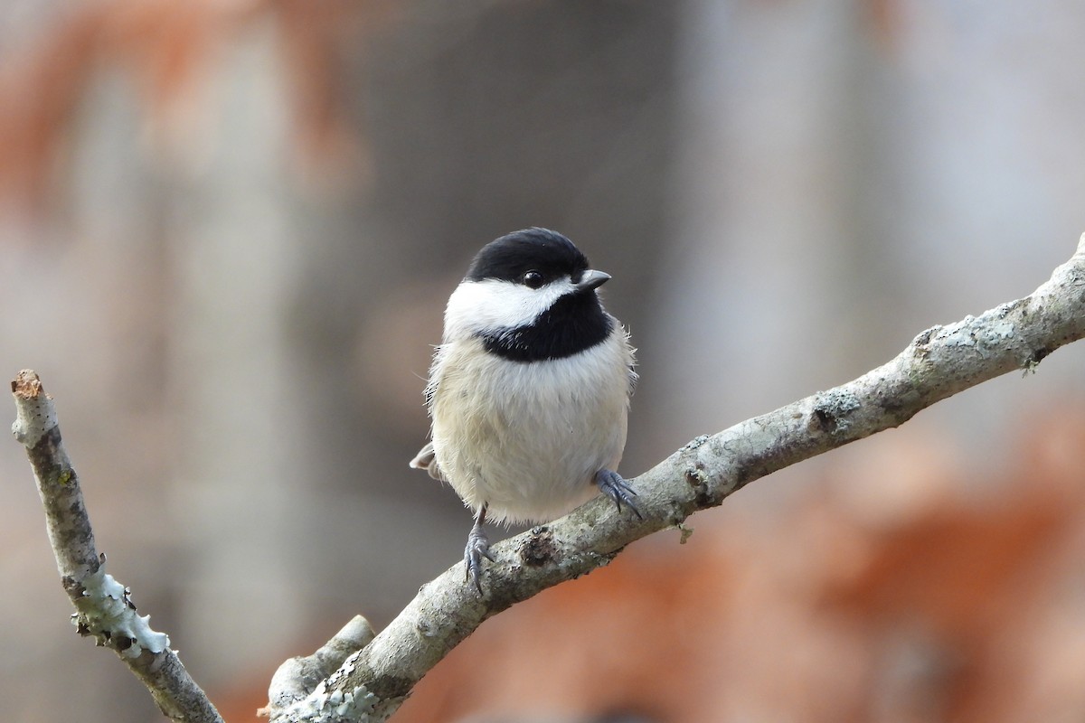 Mésange de Caroline - ML627768934