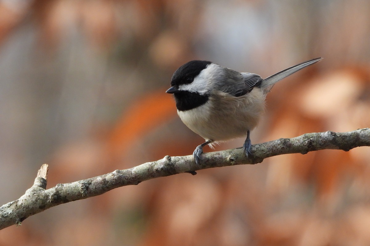 Mésange de Caroline - ML627768935