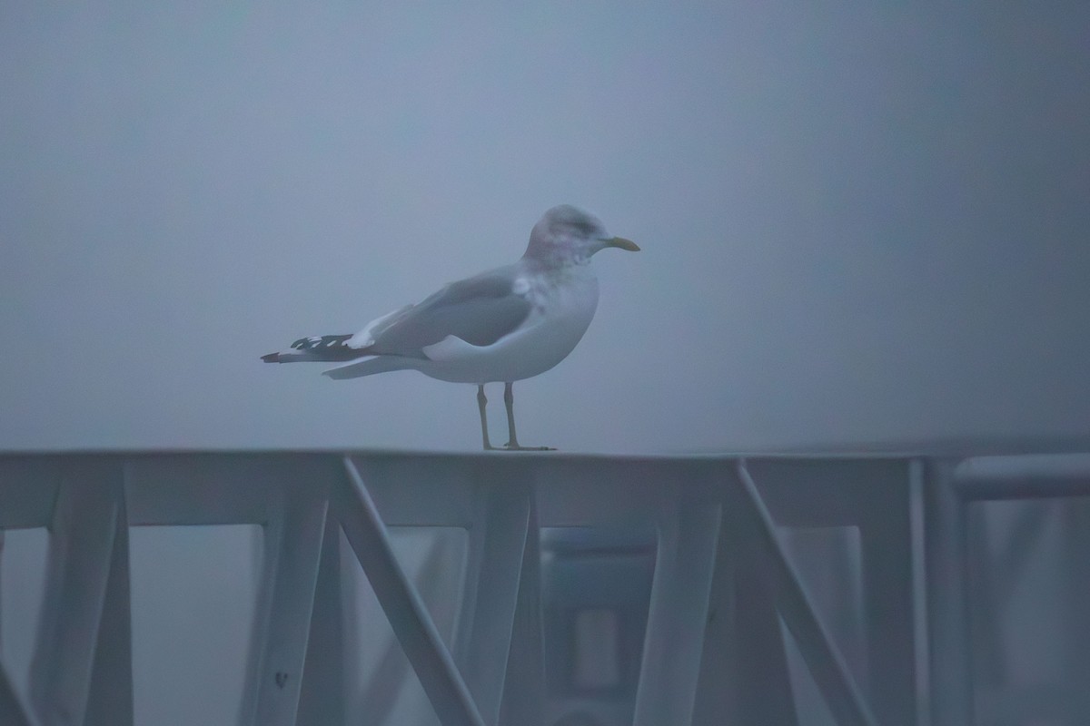 Short-billed Gull - ML627768946