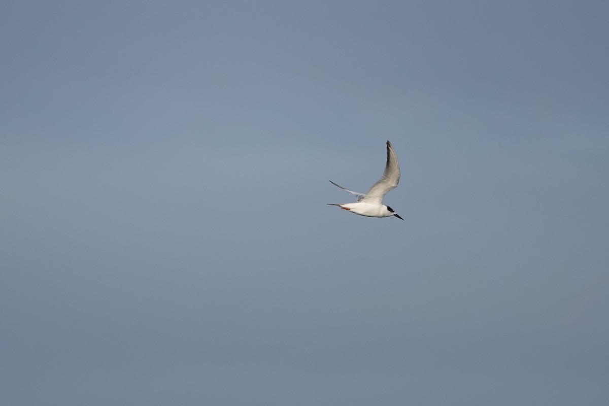 Forster's Tern - ML627768948