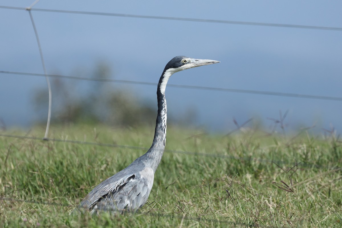 volavka africká - ML627768976