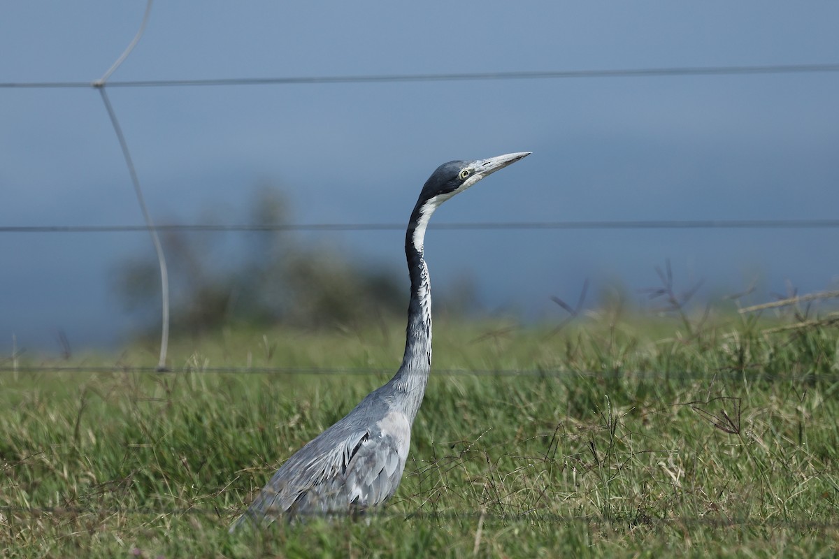 volavka africká - ML627768982