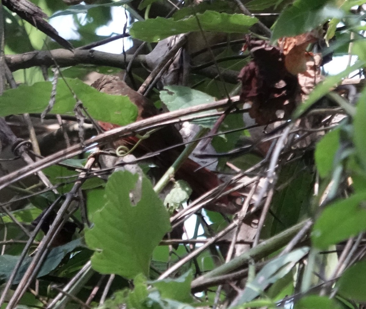 Streak-capped Spinetail - ML627768993