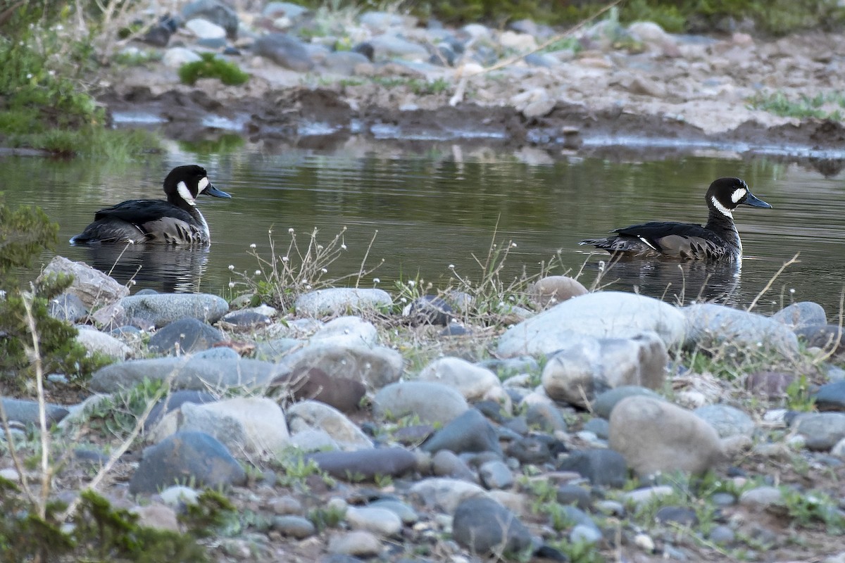 Spectacled Duck - ML627769005