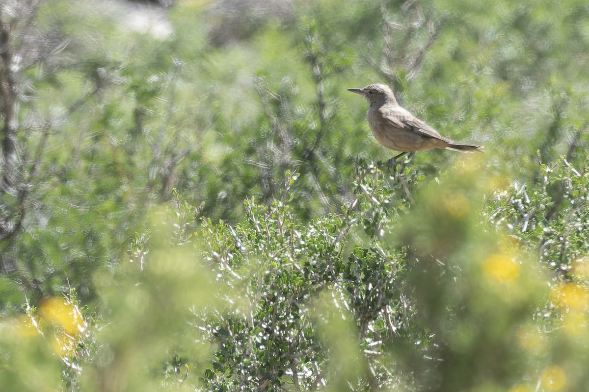Great Shrike-Tyrant - ML627769032