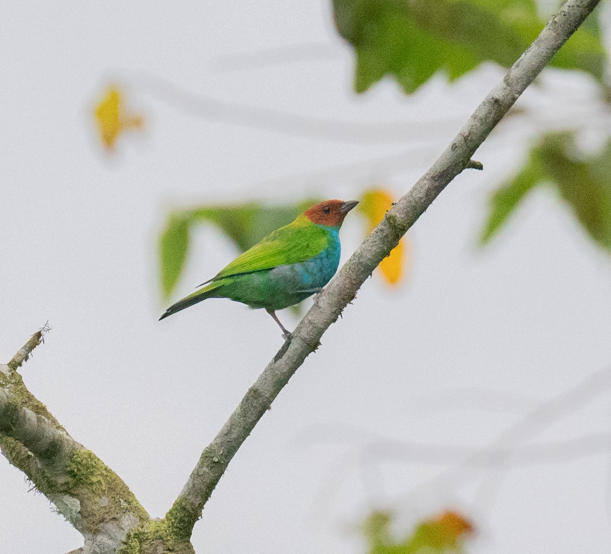 Bay-headed Tanager (Bay-and-blue) - ML627769067