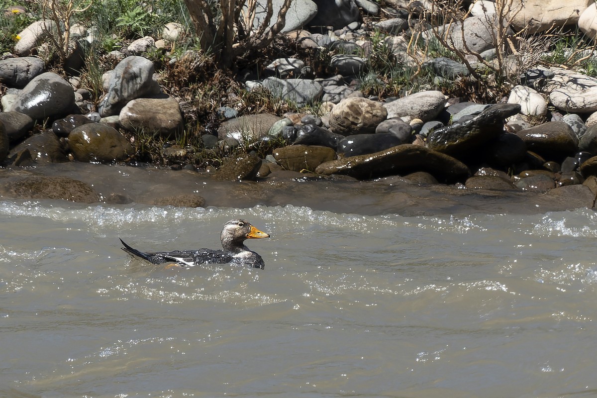 Flying Steamer-Duck - ML627769084