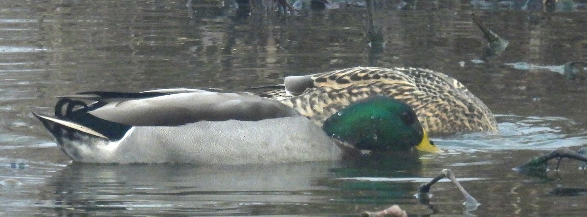 Mallard - ML627769085