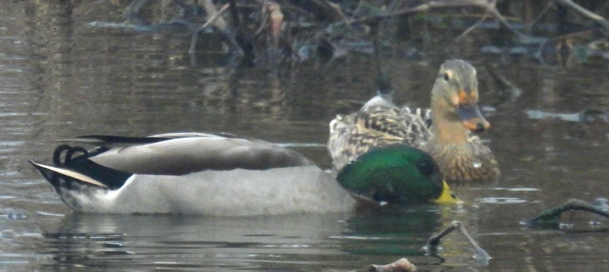 Mallard - ML627769086