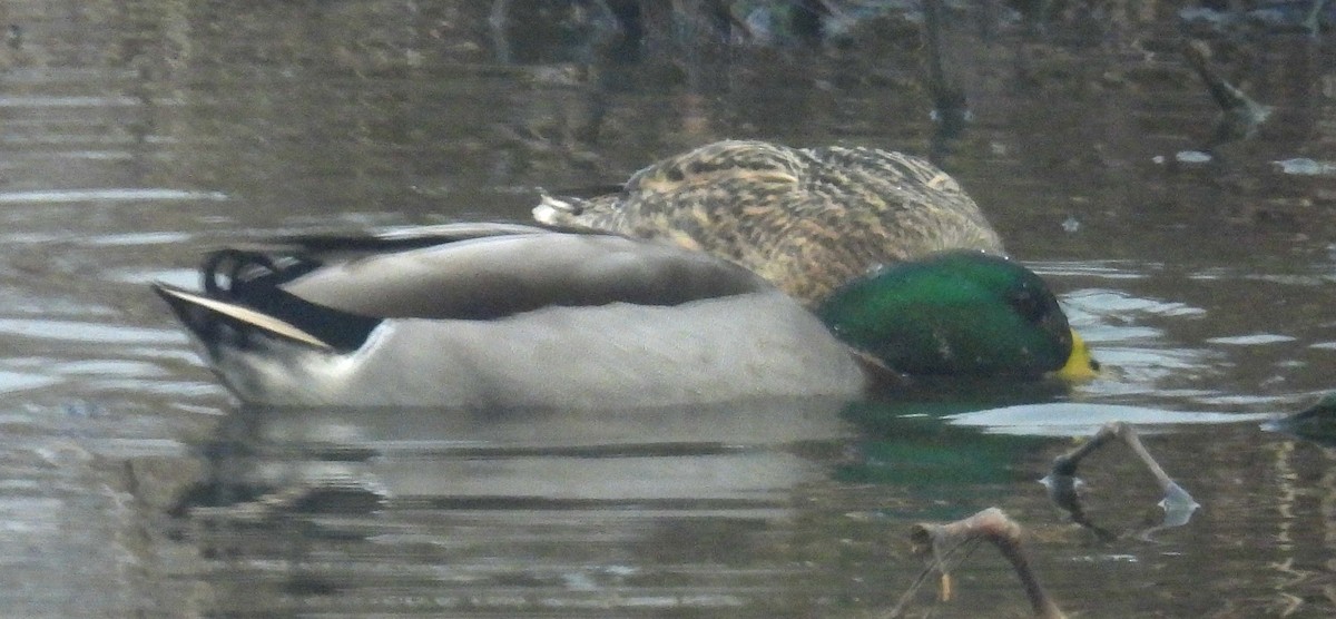 Mallard - ML627769087