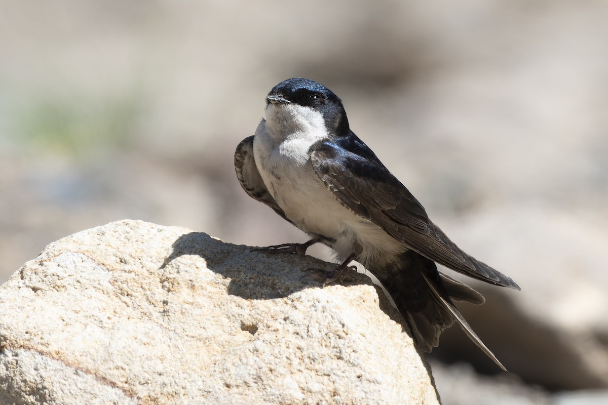Blue-and-white Swallow - ML627769090