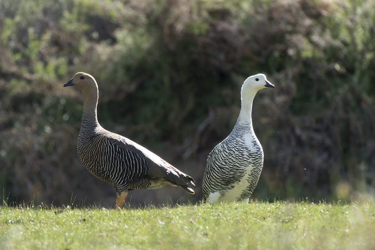 Upland Goose - ML627769100