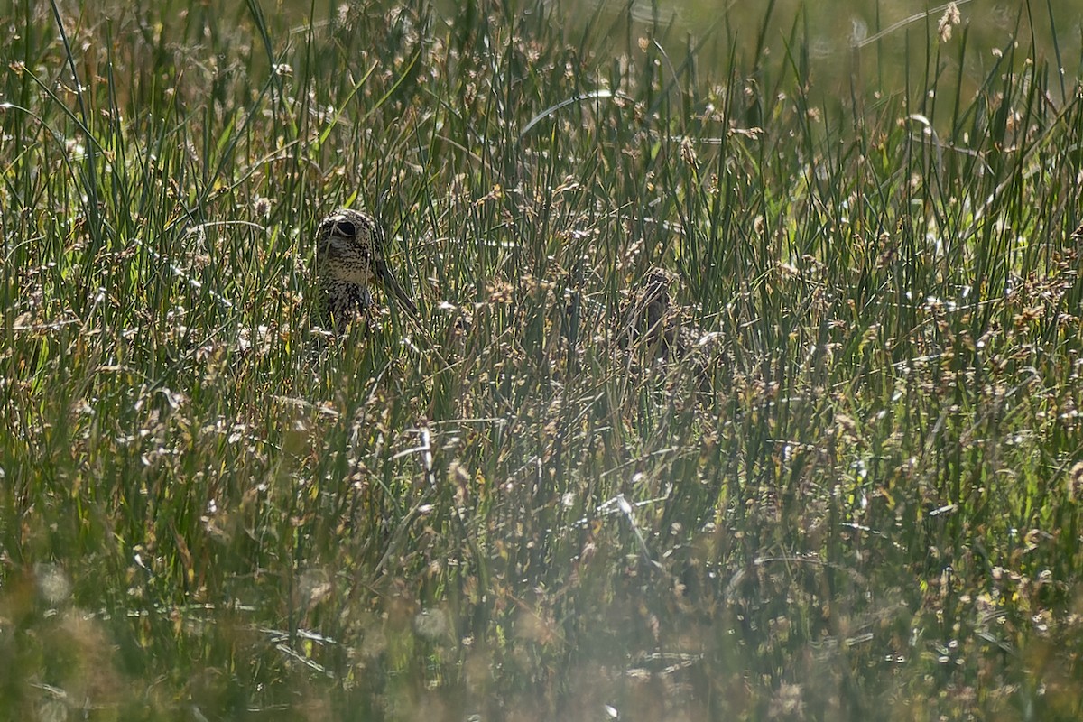 Magellanic Snipe - ML627769101