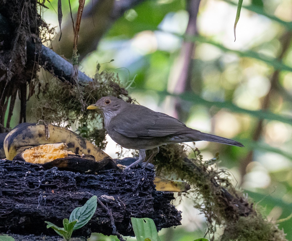 Ecuadorian Thrush - ML627769128