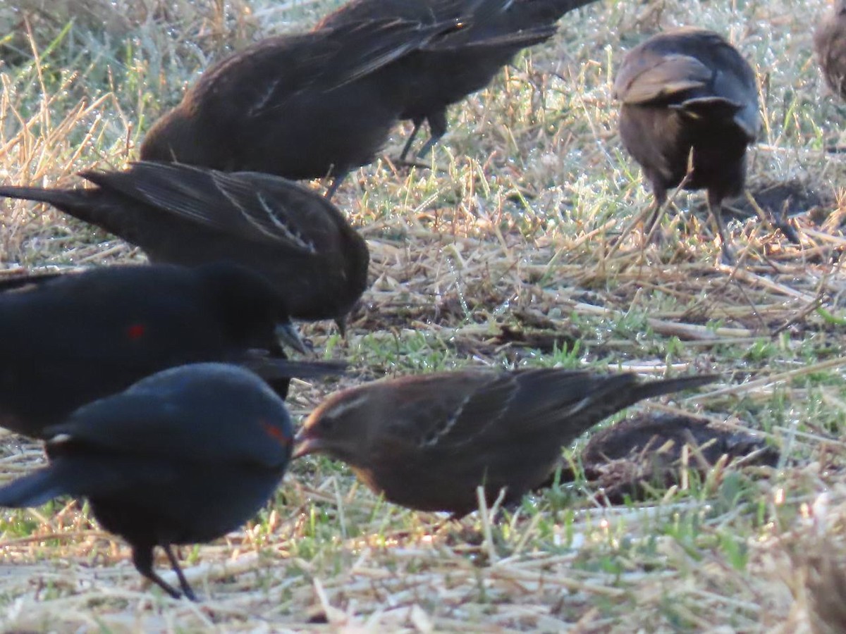 Red-winged Blackbird - ML627769146