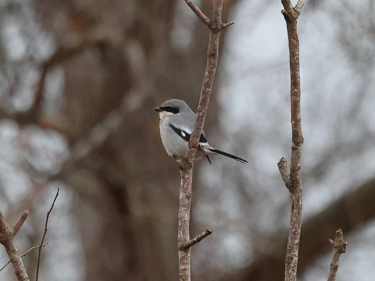 Loggerhead Shrike - ML627769175