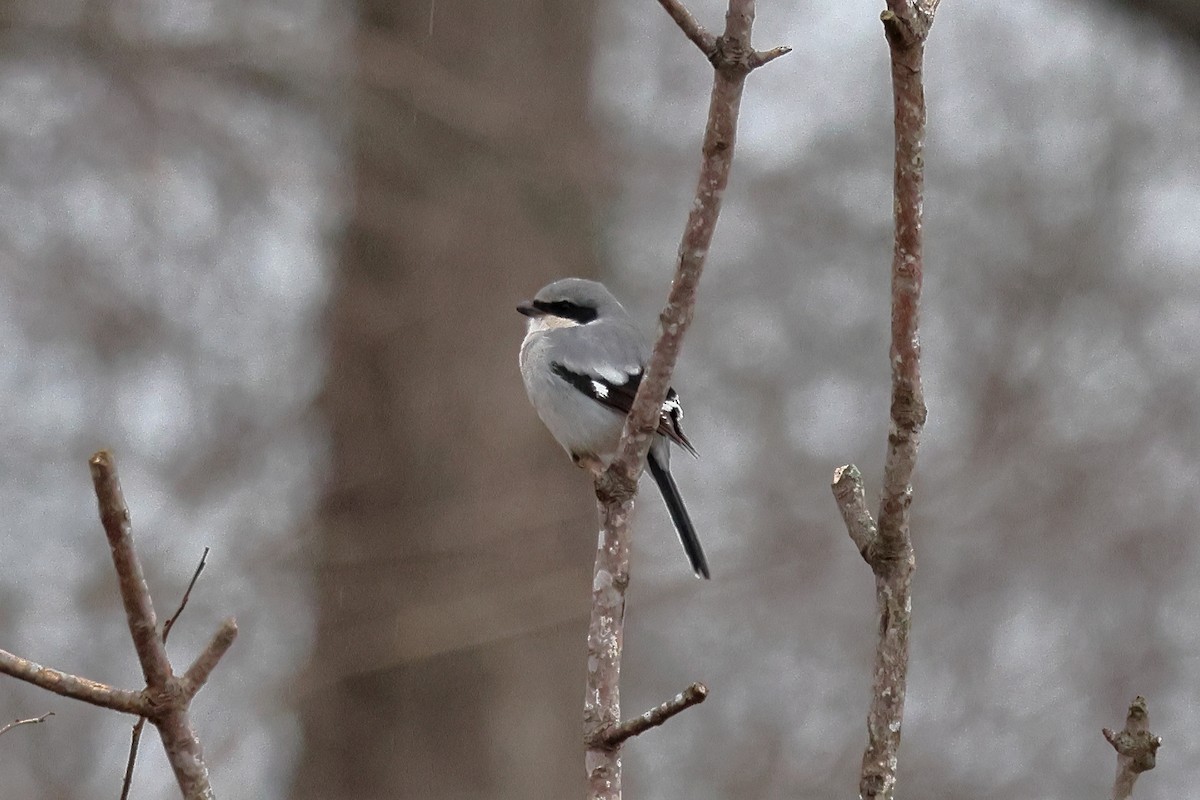 Loggerhead Shrike - ML627769179