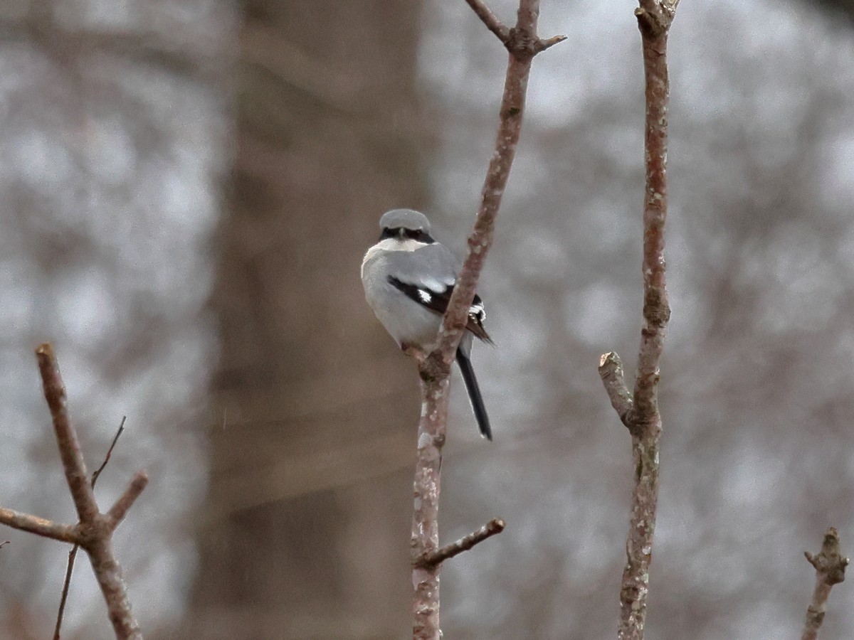 Loggerhead Shrike - ML627769186