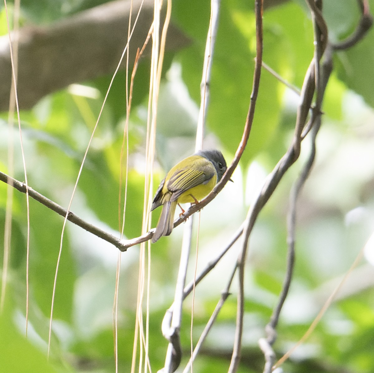 Gray-headed Canary-Flycatcher - ML627769188