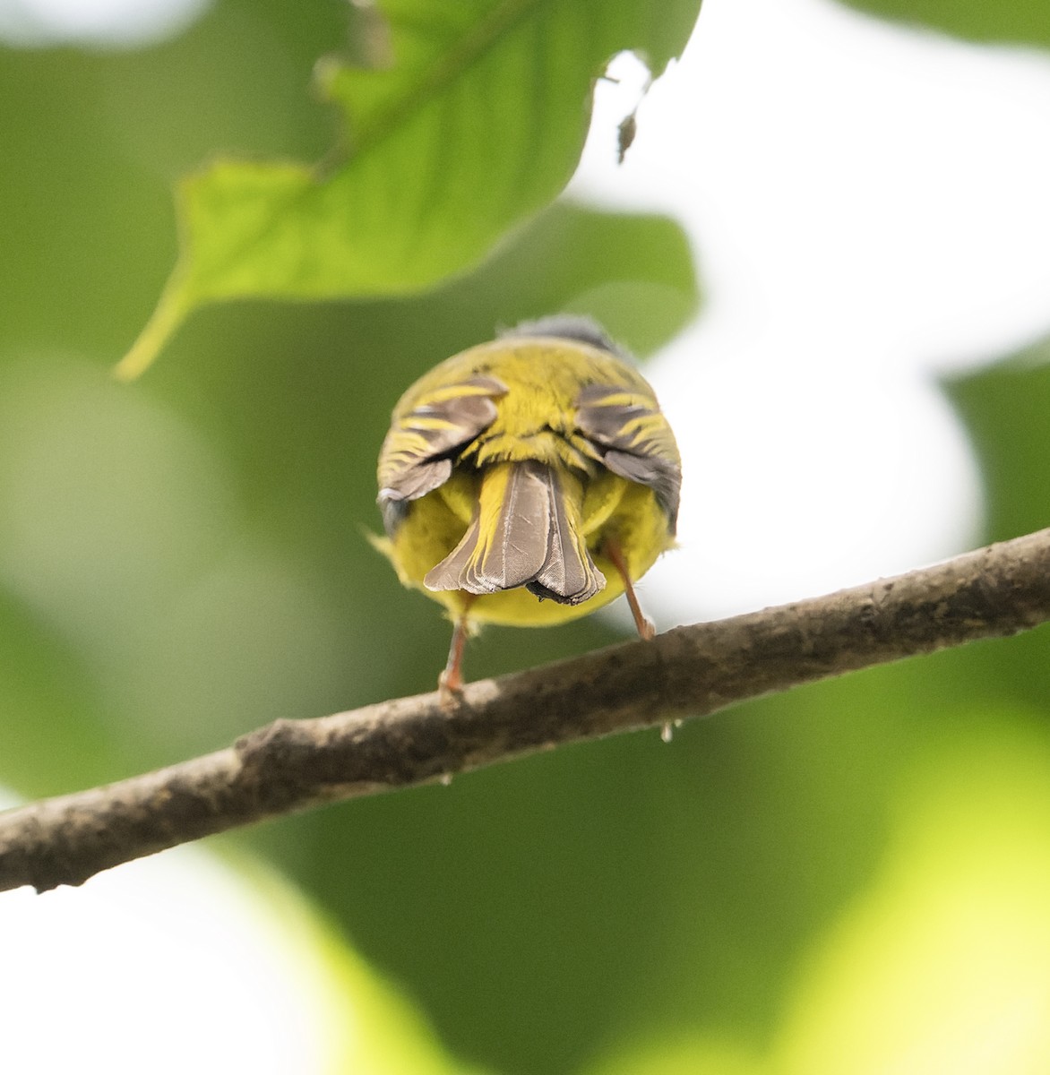 Gray-headed Canary-Flycatcher - ML627769189