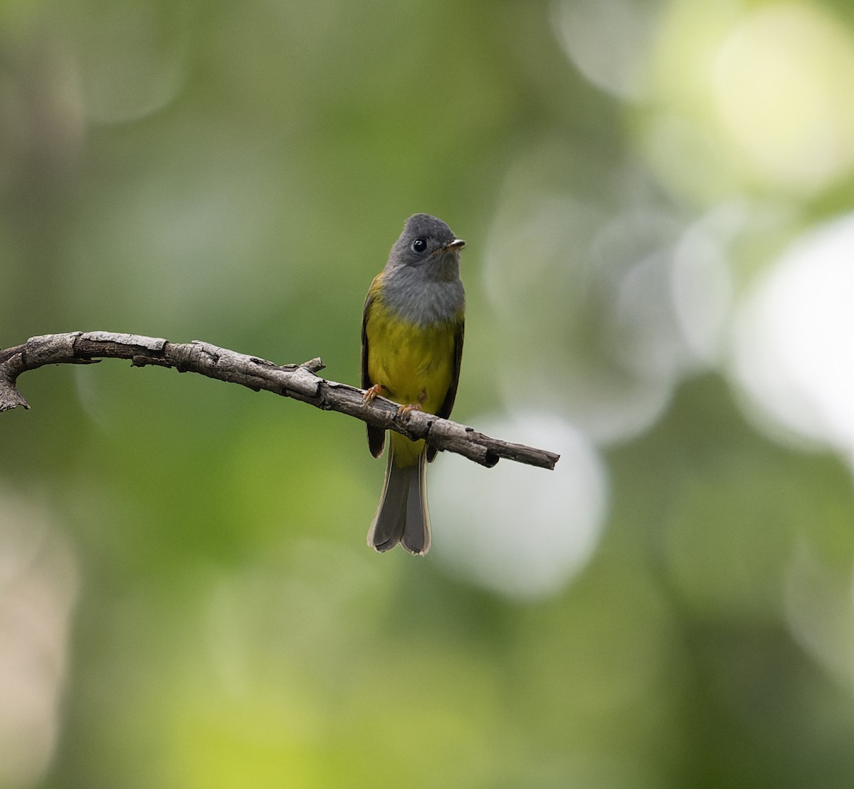 Gray-headed Canary-Flycatcher - ML627769190