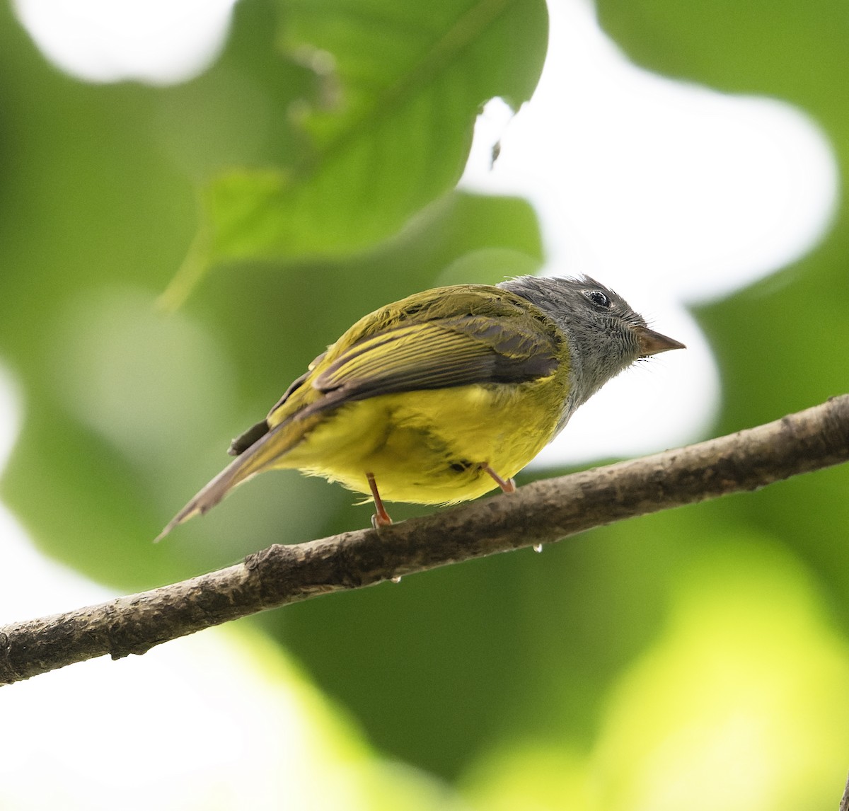 Gray-headed Canary-Flycatcher - ML627769191