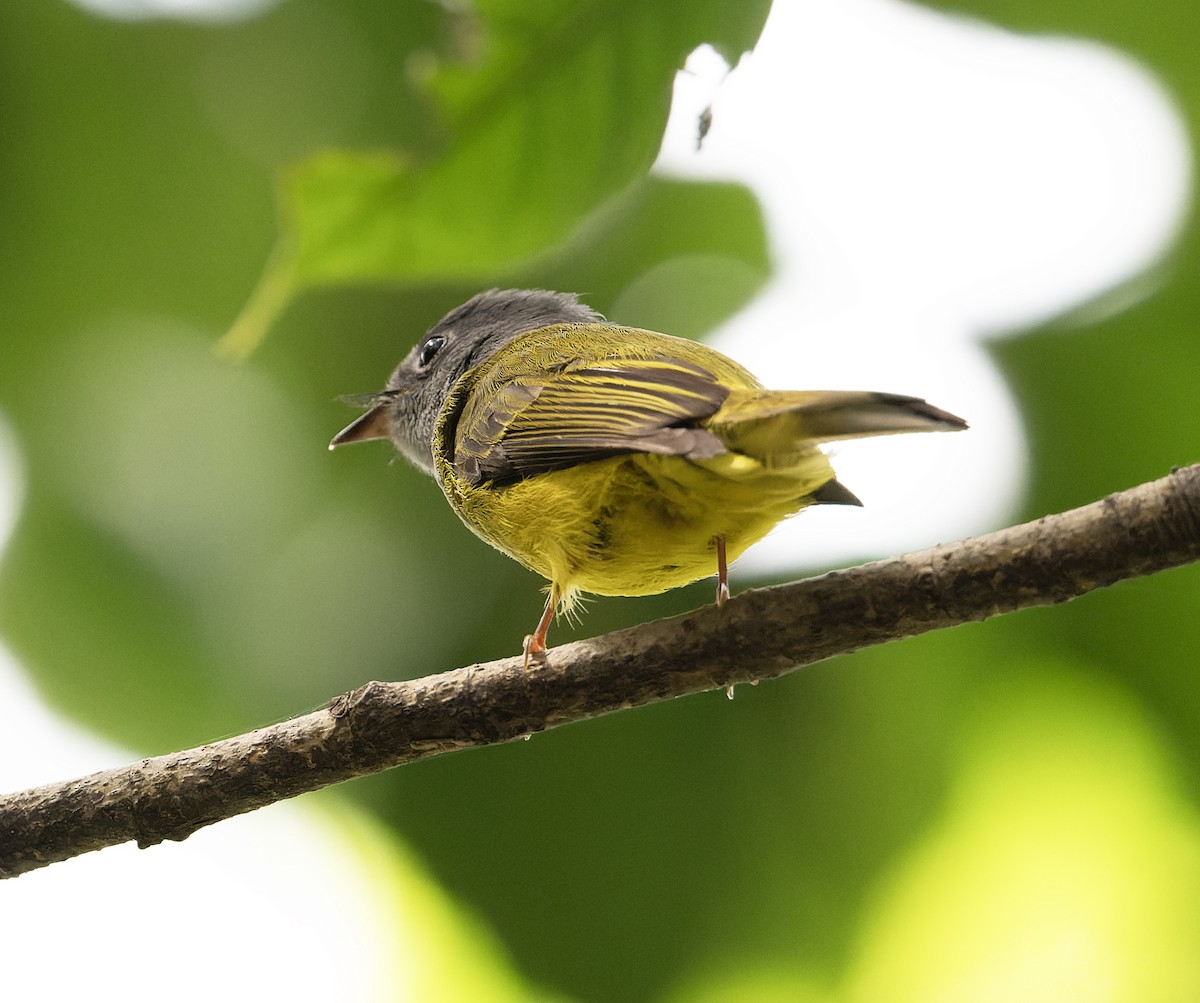 Gray-headed Canary-Flycatcher - ML627769192