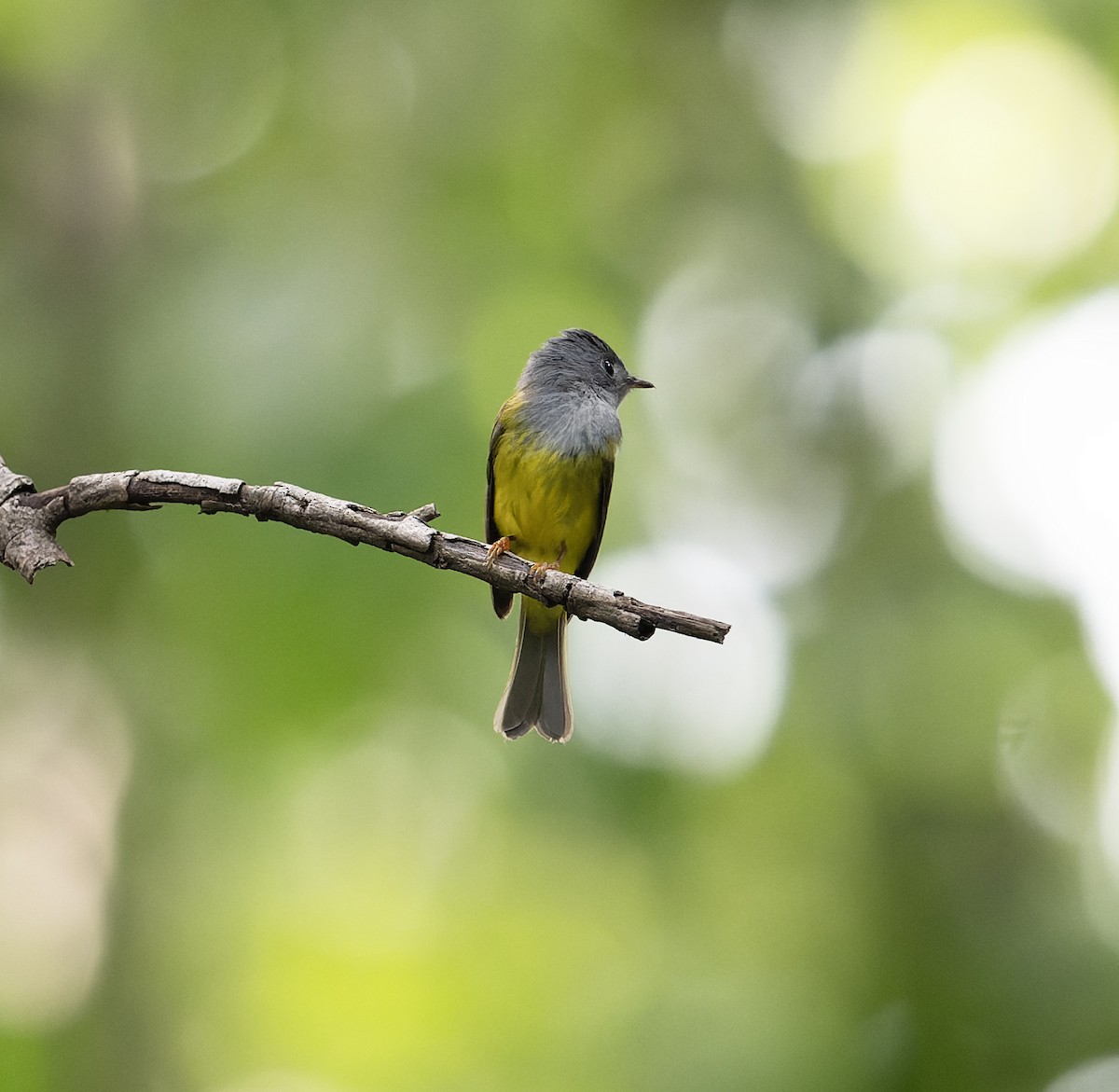 Gray-headed Canary-Flycatcher - ML627769193