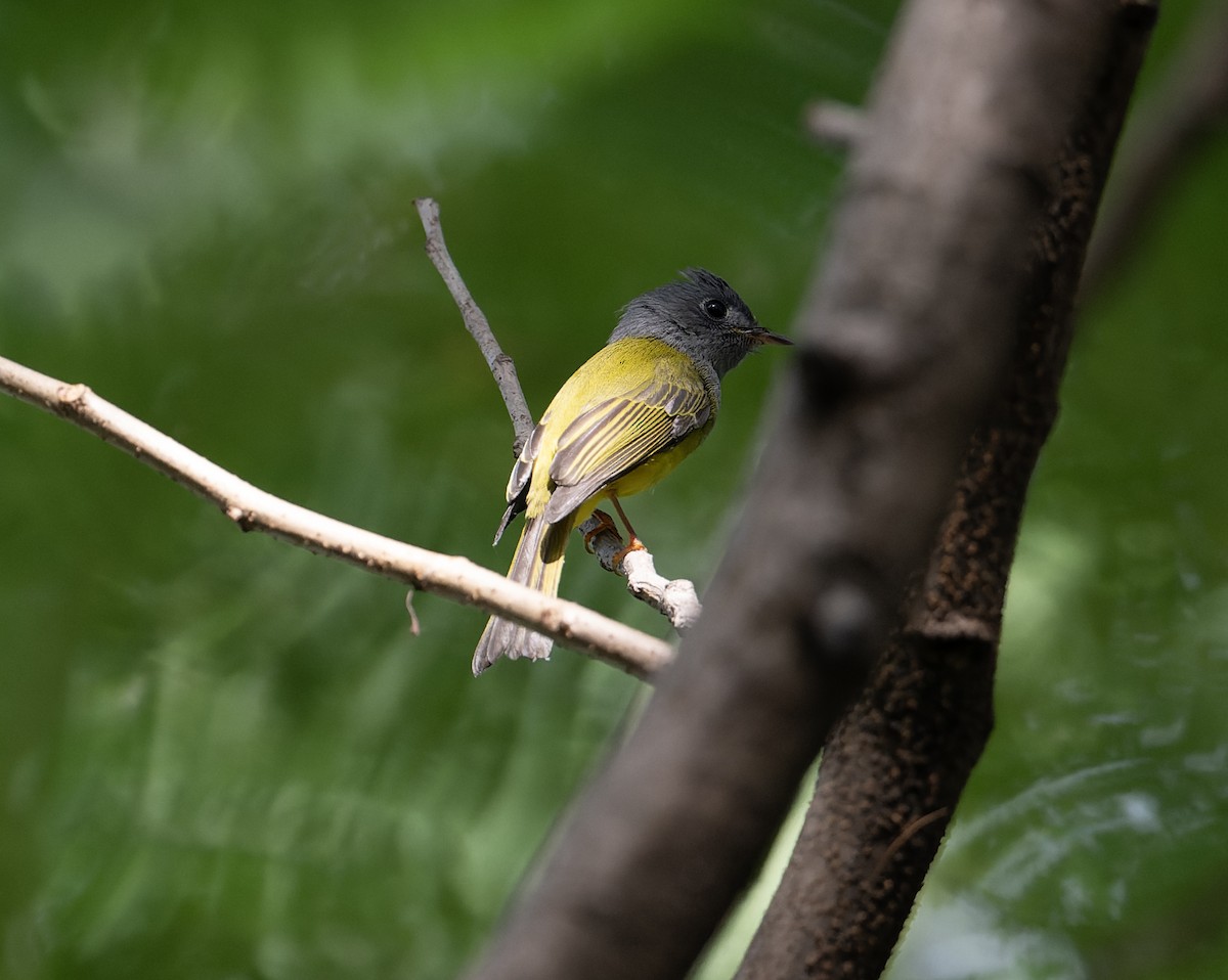 Gray-headed Canary-Flycatcher - ML627769194