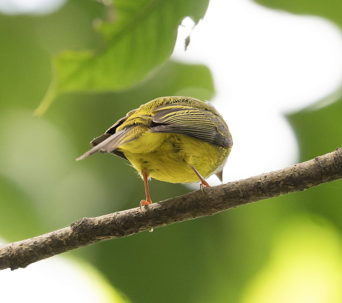 Gray-headed Canary-Flycatcher - ML627769195