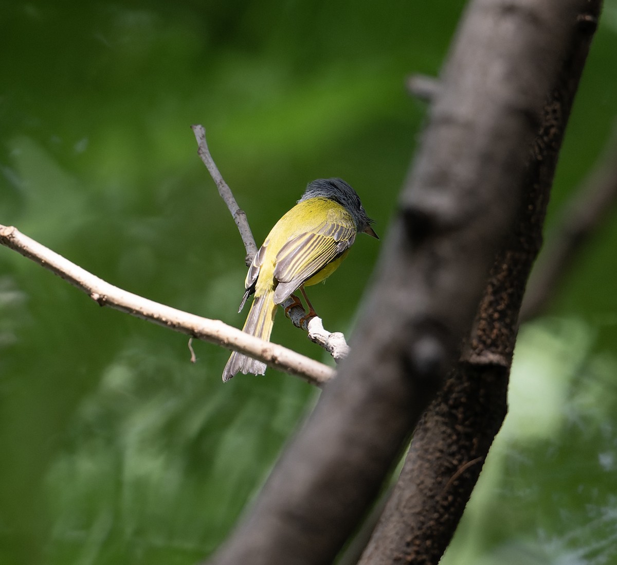 Gray-headed Canary-Flycatcher - ML627769196