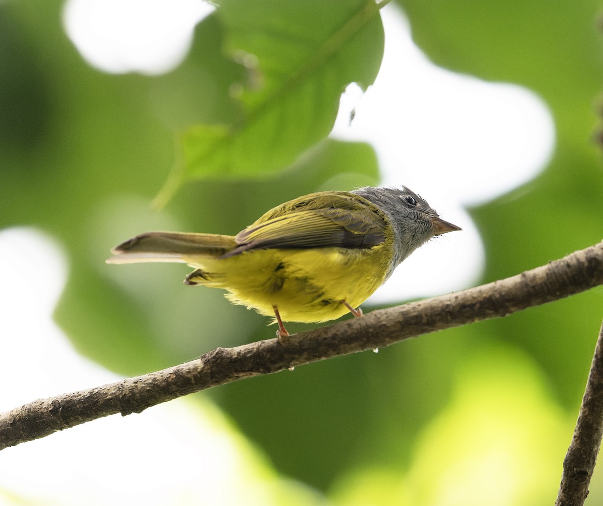 Gray-headed Canary-Flycatcher - ML627769197