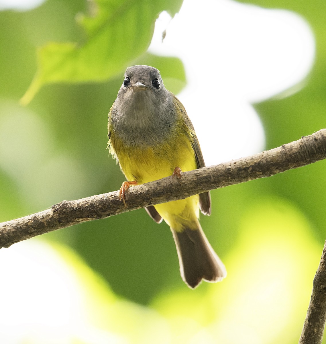 Gray-headed Canary-Flycatcher - ML627769198