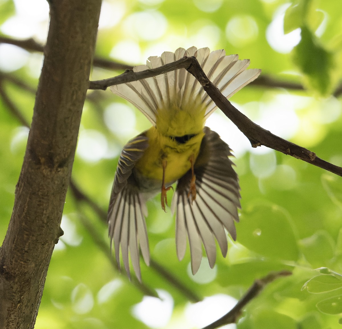 Gray-headed Canary-Flycatcher - ML627769201