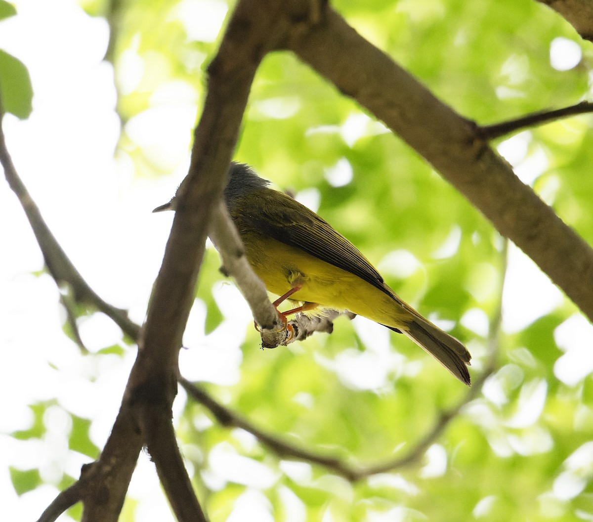 Gray-headed Canary-Flycatcher - ML627769202