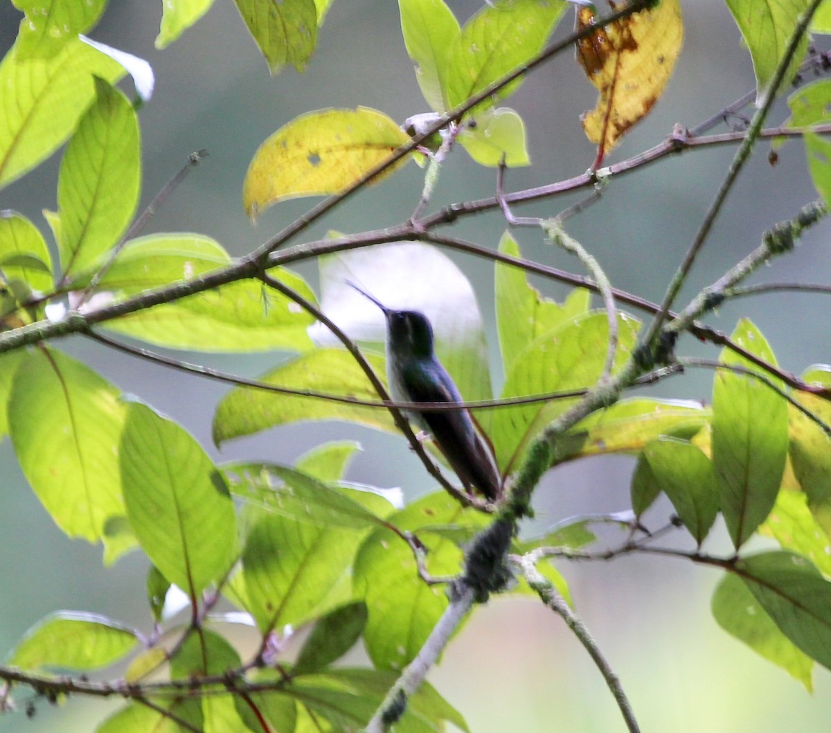 Colibrí Gorjivioleta - ML627769347