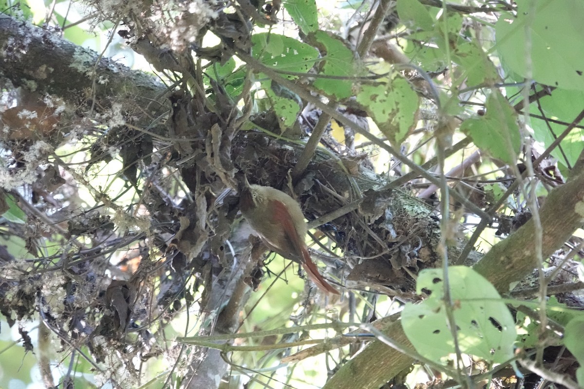 Streak-capped Spinetail - ML627769359