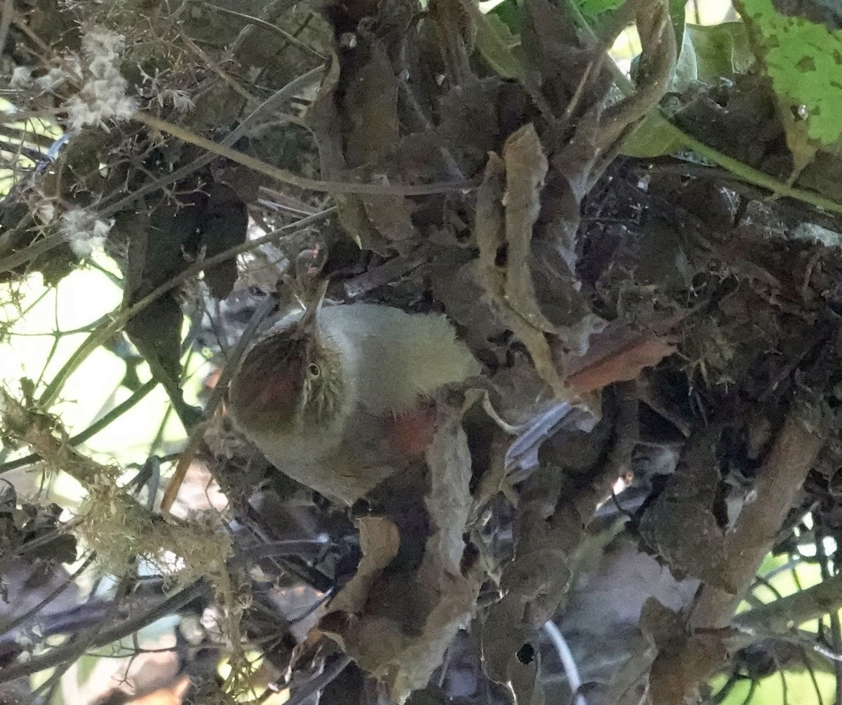 Streak-capped Spinetail - ML627769361