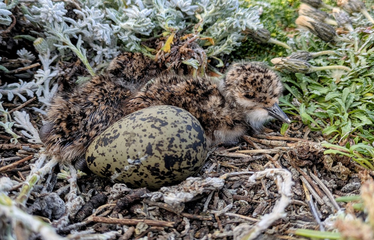 Southern Lapwing (chilensis/fretensis) - ML627769378