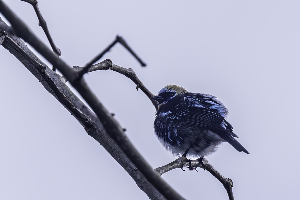 Golden-hooded Tanager - ML627769389