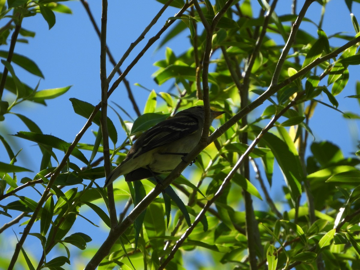 White-crested Elaenia - ML627769404