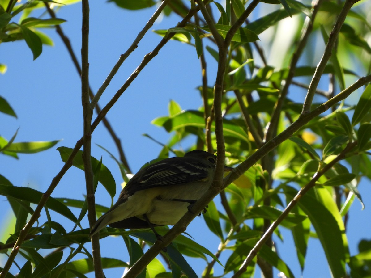 White-crested Elaenia - ML627769405