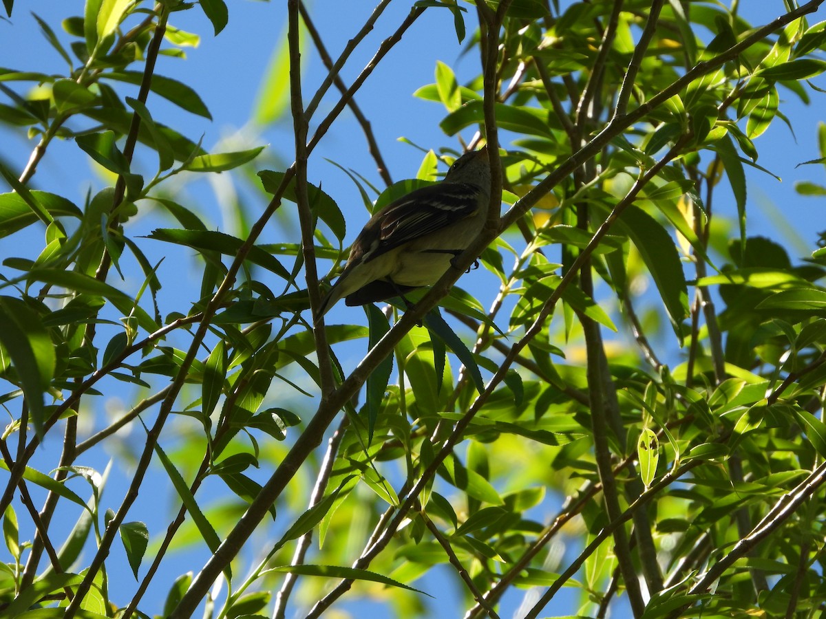 White-crested Elaenia - ML627769406