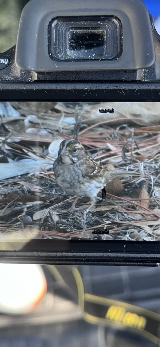 White-throated Sparrow - ML627769415
