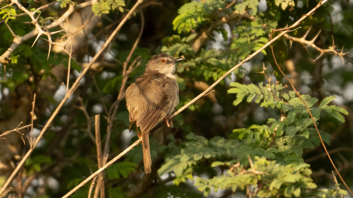 Tawny-flanked Prinia - ML627769431