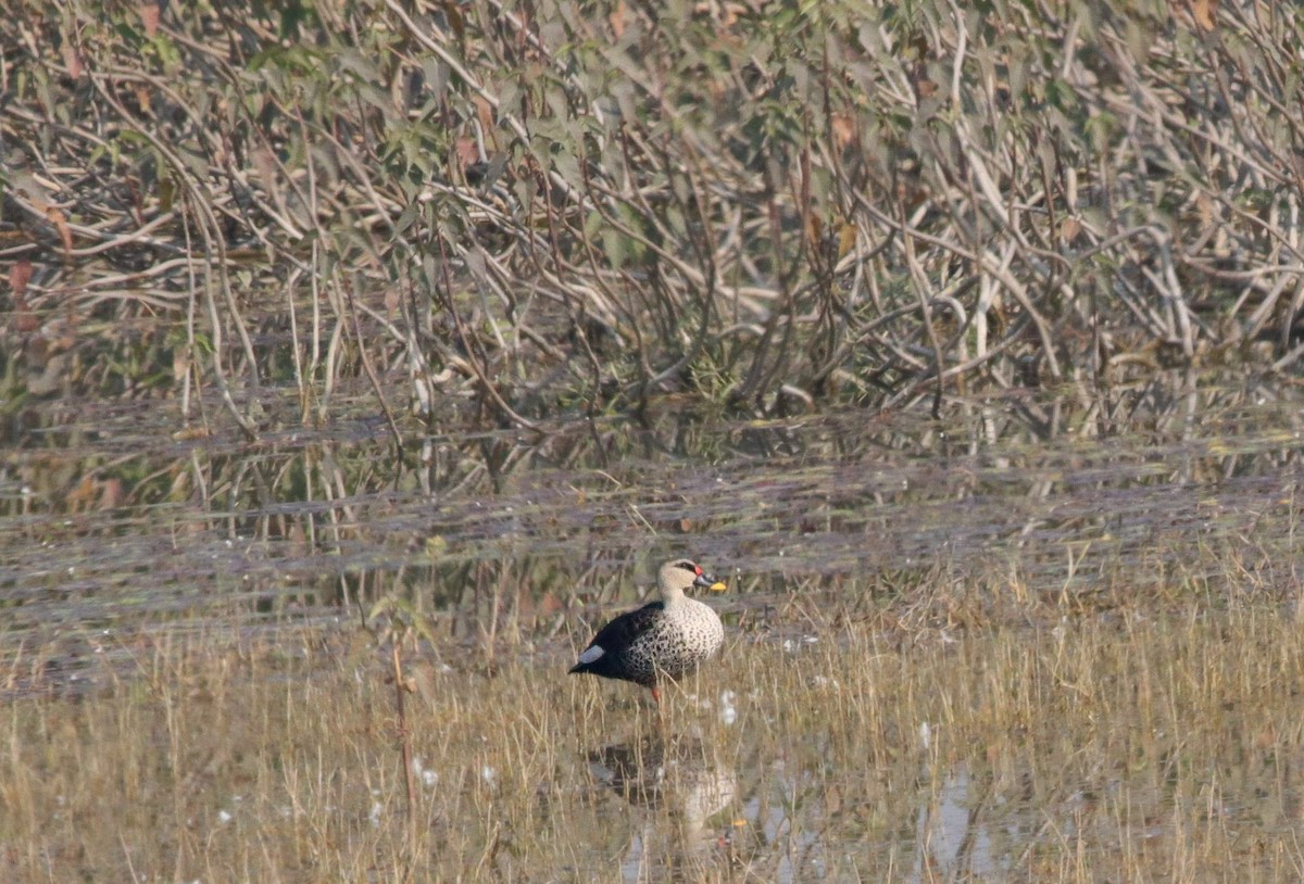 Indian Spot-billed Duck - ML627769527