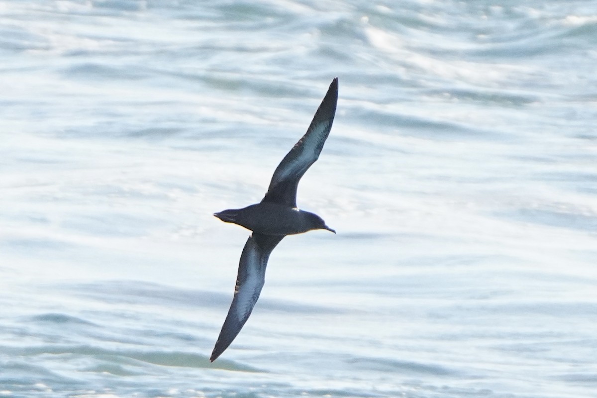 Sooty Shearwater - ML627769601