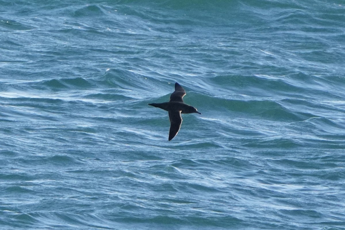 Sooty Shearwater - ML627769602