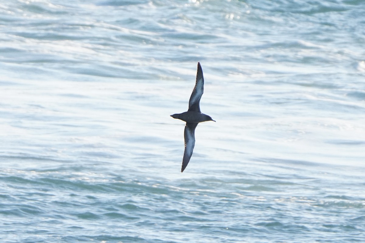 Sooty Shearwater - ML627769603