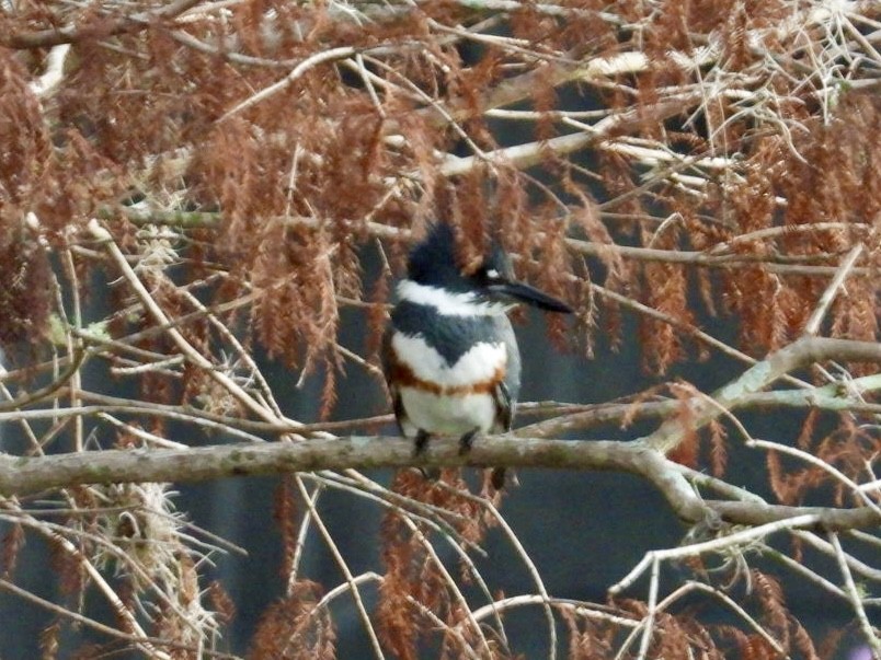 Belted Kingfisher - ML627769607